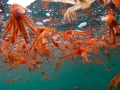 Red Crab