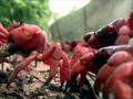 Red Crab