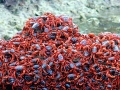Red Crab