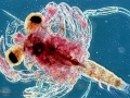 Red Crab