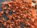 Red Crab
