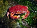 Red Crab