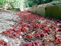 Red Crab