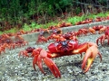 Red Crab