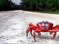 Red Crab