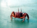 Red Crab