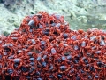 Red Crab