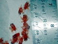 Red Crab