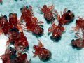Red Crab