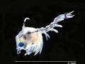Red Crab