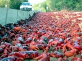 Red Crab