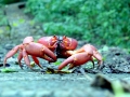 Red Crab