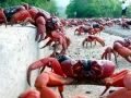Red Crab