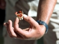 Red Crab