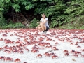 Red Crab