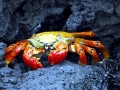 Red Crab