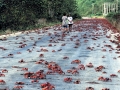 Red Crab
