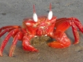 Red Crab