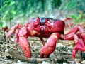 Red Crab
