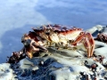 Red Crab