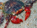 Red Crab