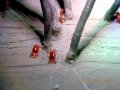 Red Crab