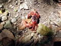 Red Crab