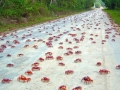 Red Crab