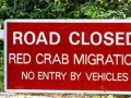 Red Crab