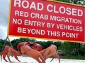 Red Crab