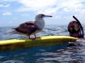 Red-footed Booby
