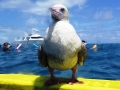 Red-footed Booby