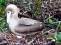 Red-footed Booby
