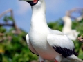 Red-footed Booby
