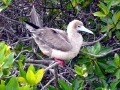 Red-footed Booby