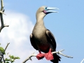 Red-footed Booby