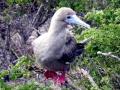 Red-footed Booby
