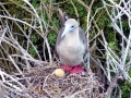 Red-footed Booby