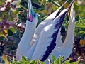 Red-footed Booby