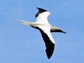 Red-footed Booby