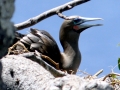 Red-footed Booby