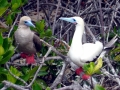 Red-footed Booby
