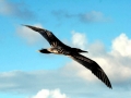 Red-footed Booby
