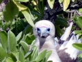 Red-footed Booby