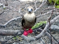 Red-footed Booby