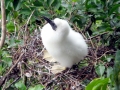 Red-footed Booby