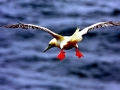 Red-footed Booby