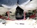 Red-footed Booby