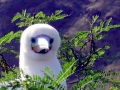 Red-footed Booby