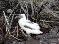 Red-footed Booby